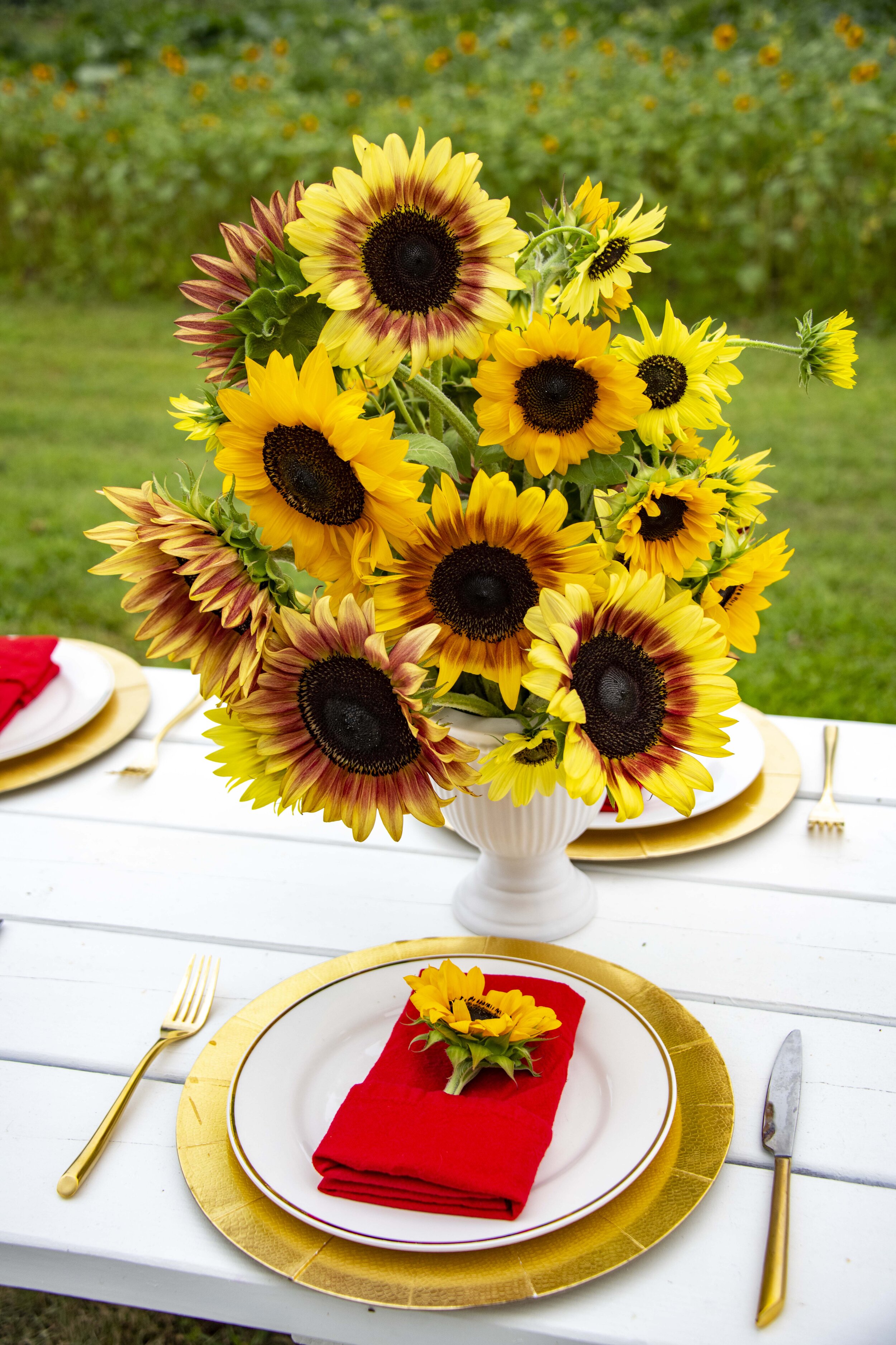 SunflowerNeighbs1.jpg