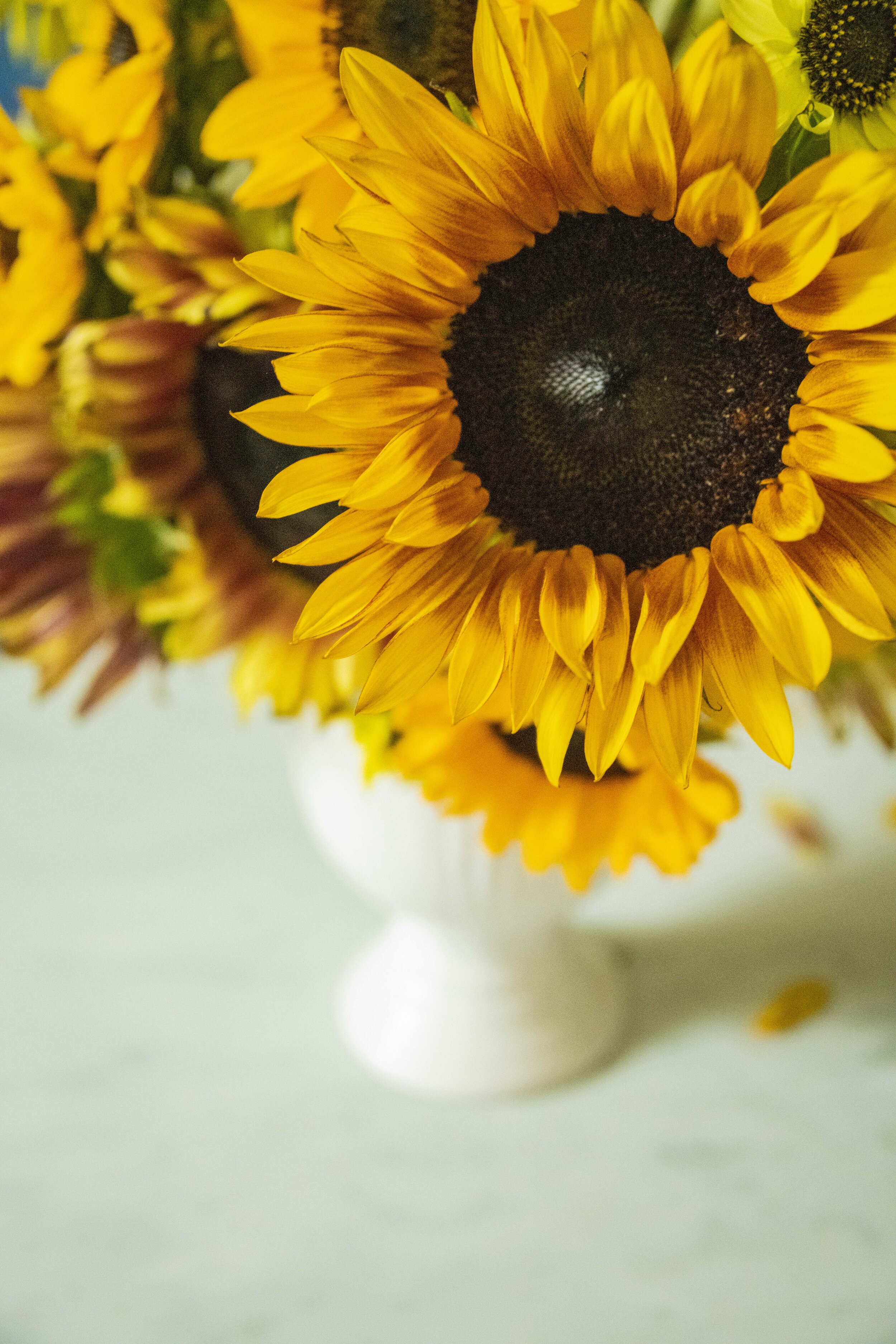 SunflowerNeighbs2.jpg