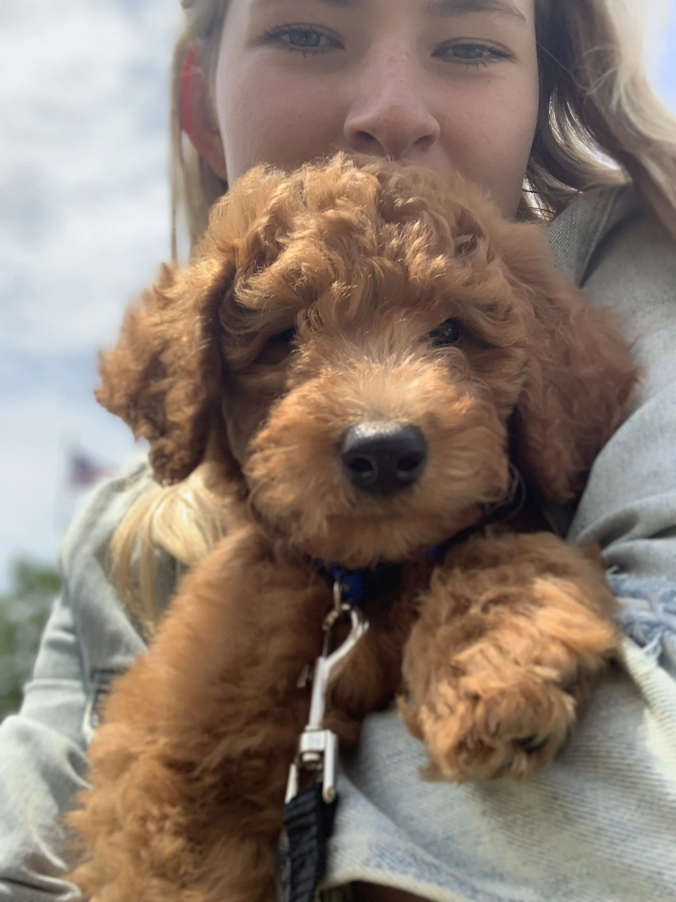 red curly goldendoodle
