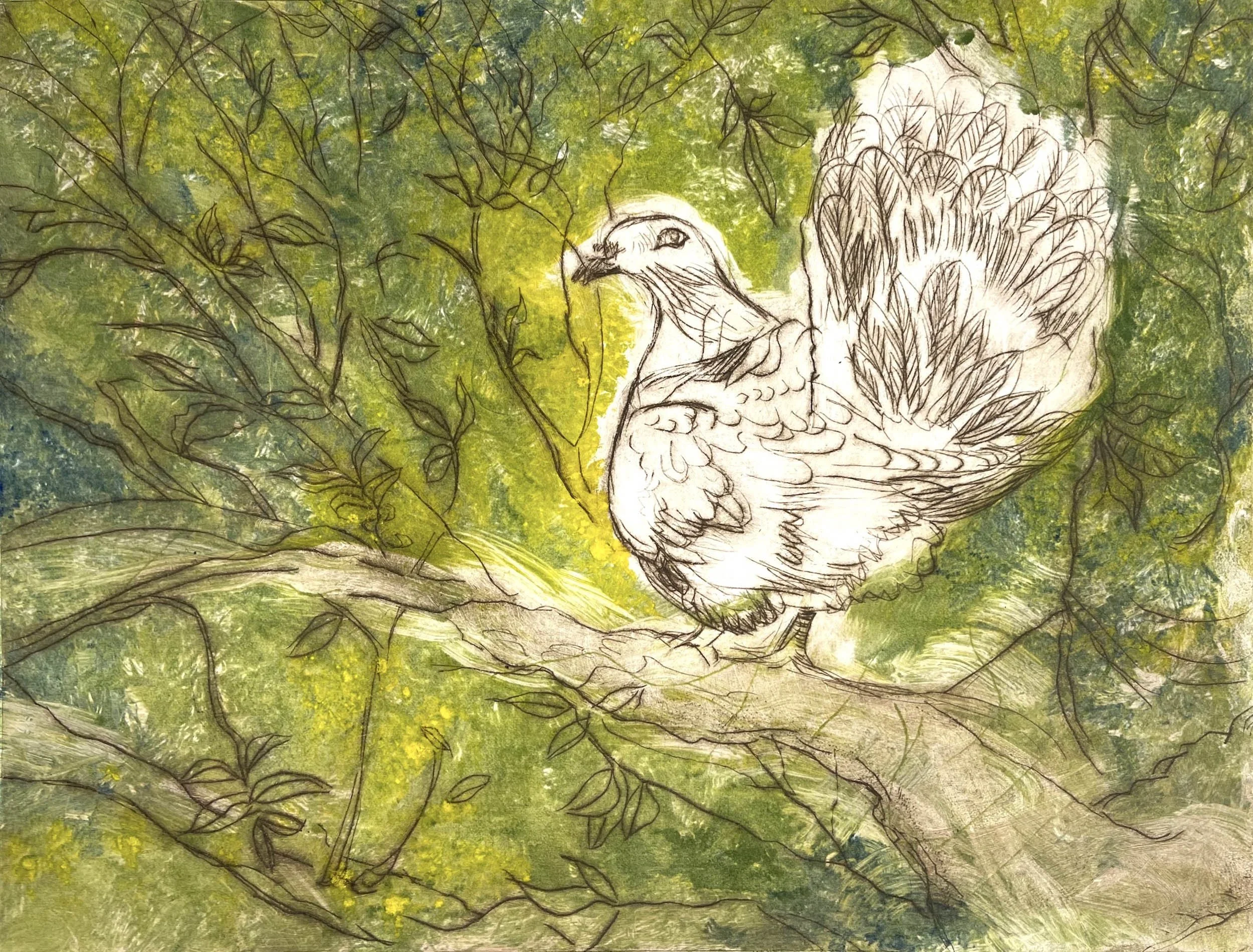 Dove in the Sunlight