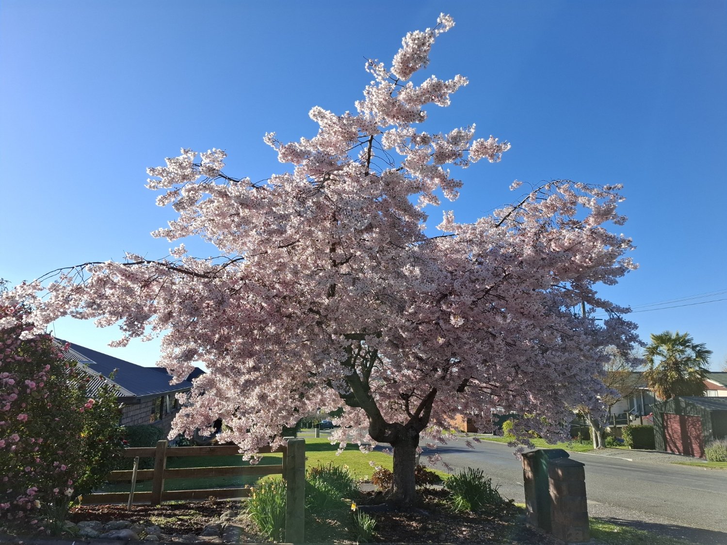 a stunning tree in bloom