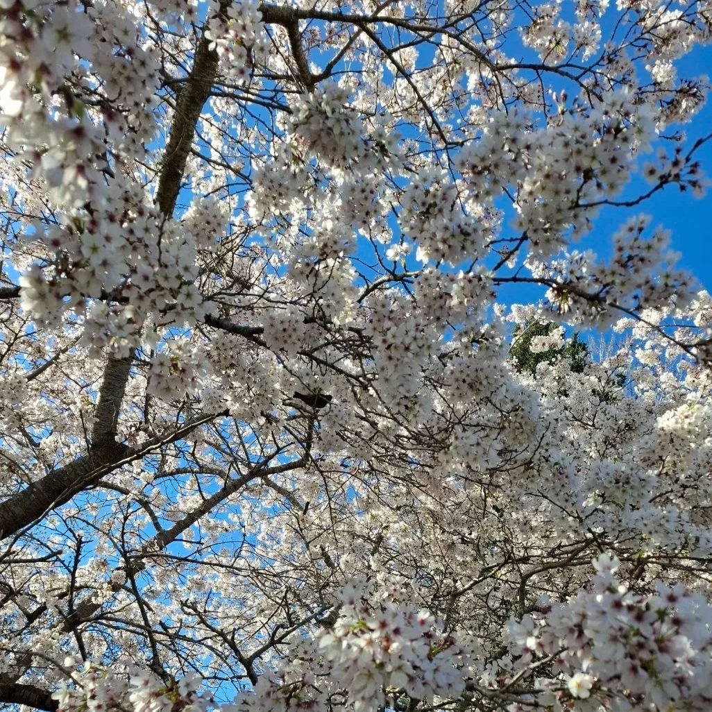 Waxeye in a tree full of blossom