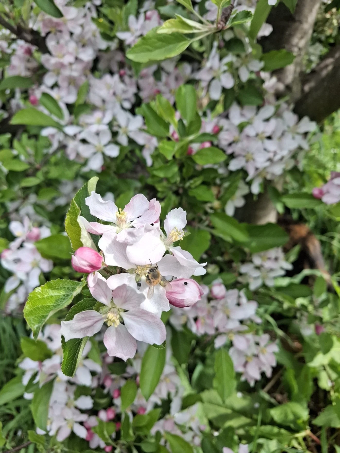 bee working in braeburn apple blossome