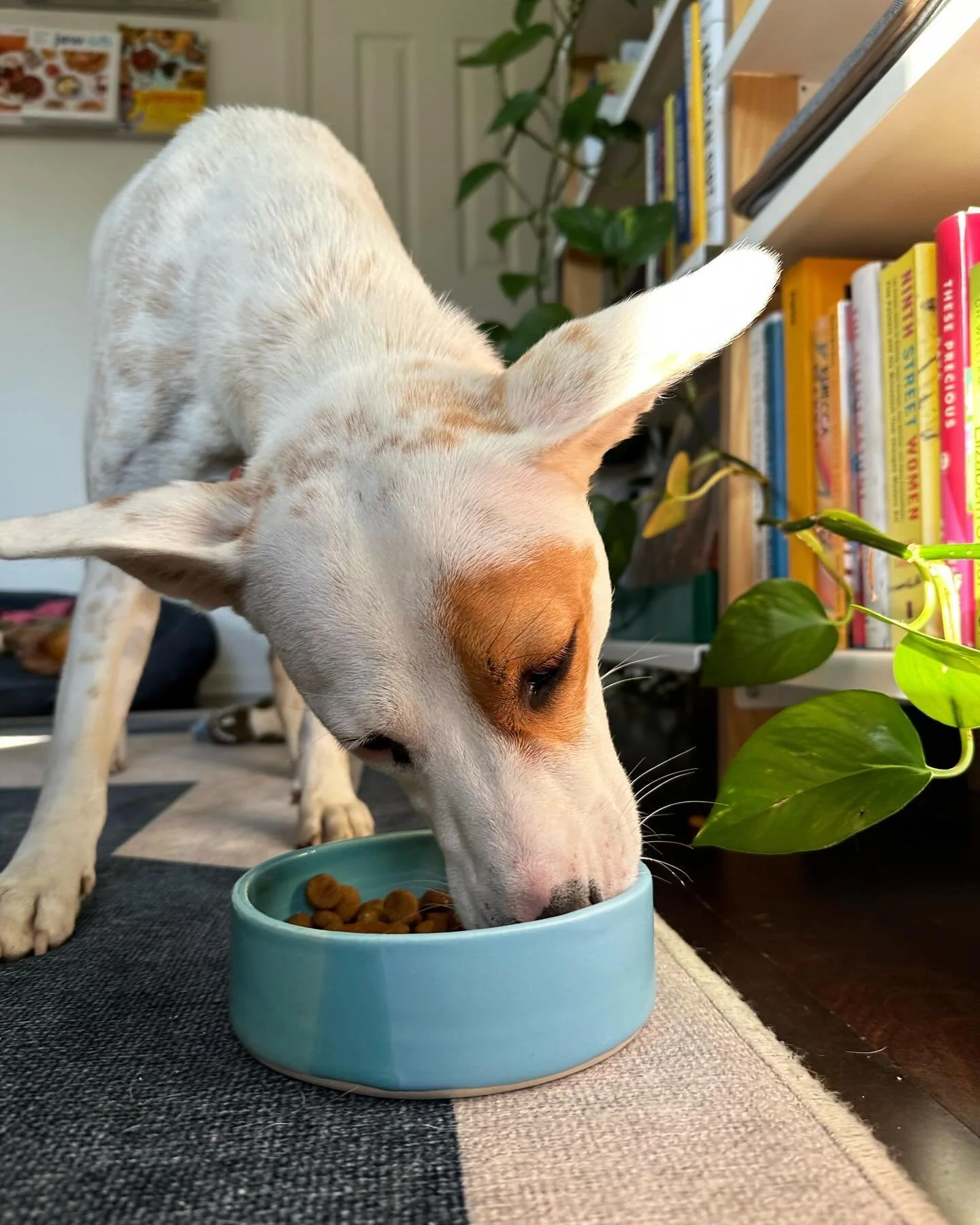 Bring your dogs to Fort Greene Park this Saturday from 9am-4pm! 🐶 We have (Maisie approved) pottery for them, too! 

@brooklyn.pop.up