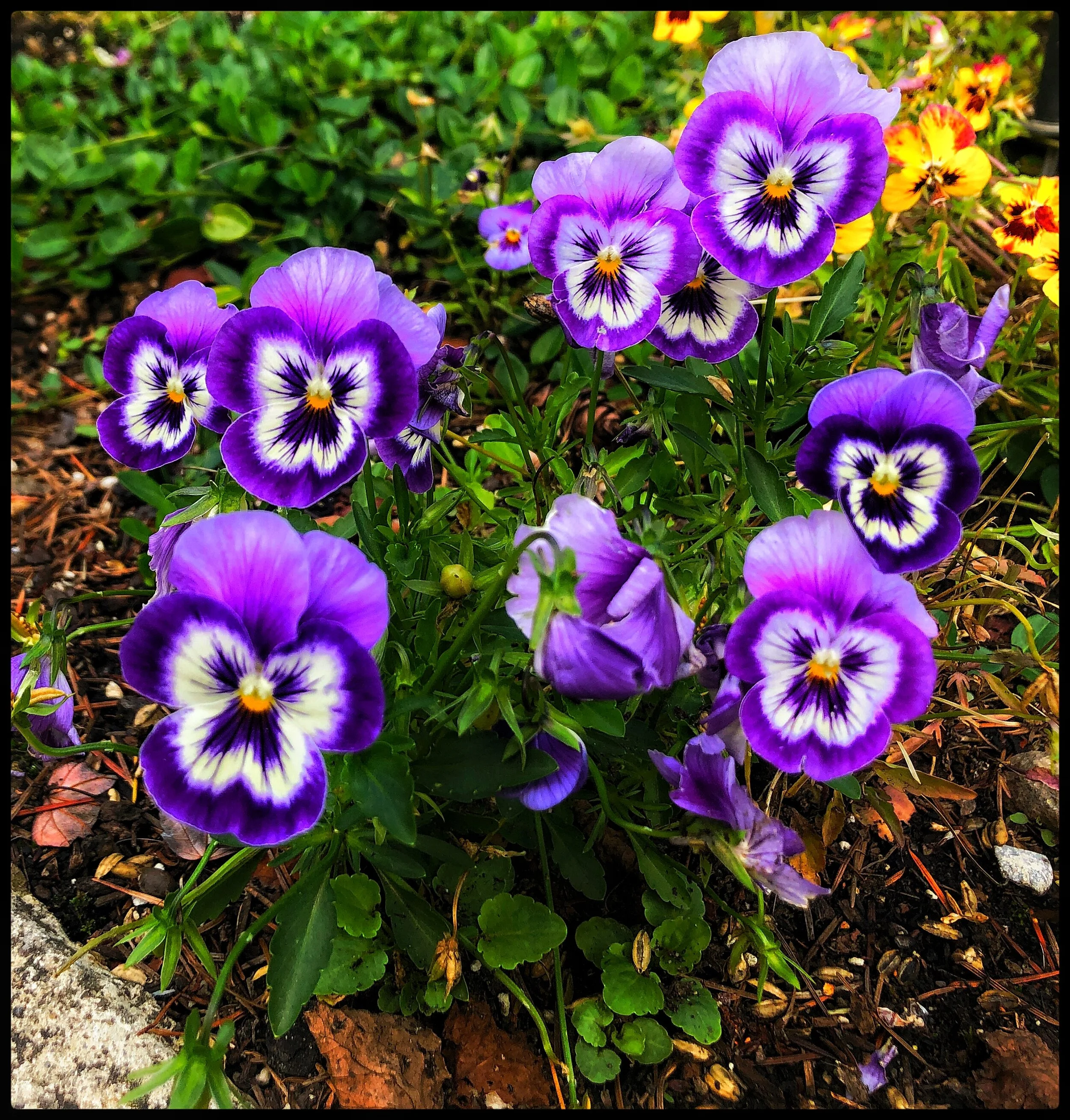 IMG_0100 (Edited).JPG