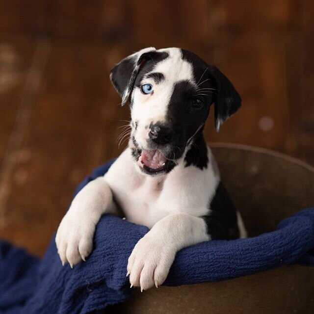 The most hairy newborn I've ever had 😍 8 week new Clyde, the sweetest Great Dane I've ever met. So sleepy and snuggly &hearts;️&hearts;️&hearts;️ #newborn #puppy #quarantinepuppy #greatdane #puppiesofinstagram #dogsofinstagram #babyphotos #newbornph