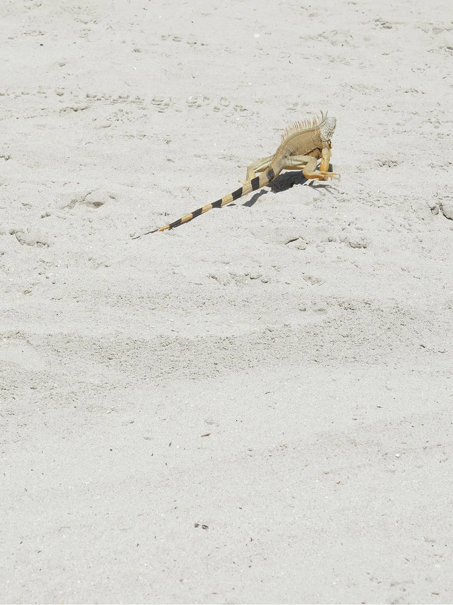 florida-lizard-1.jpg
