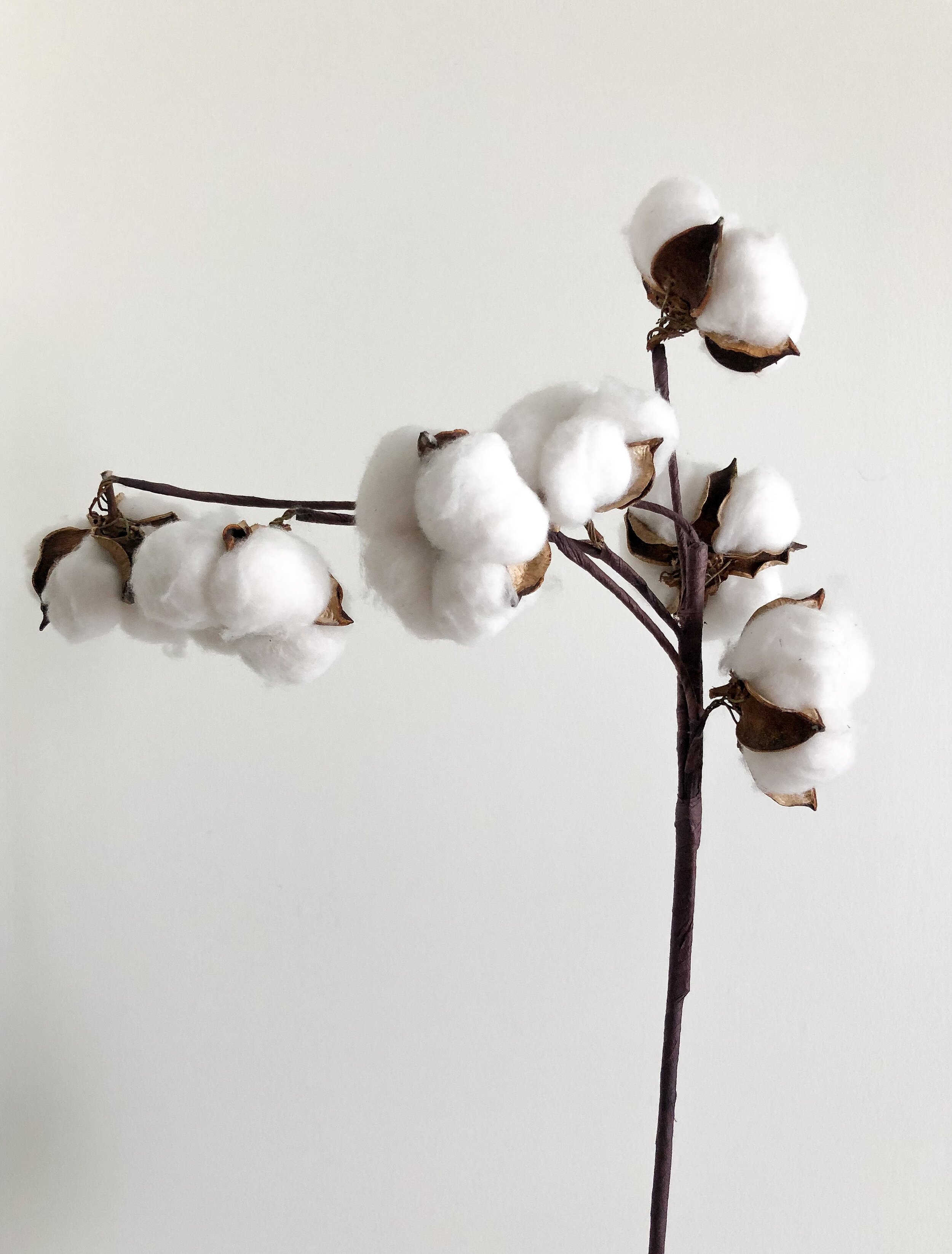 Cotton Natural FIbre.jpg