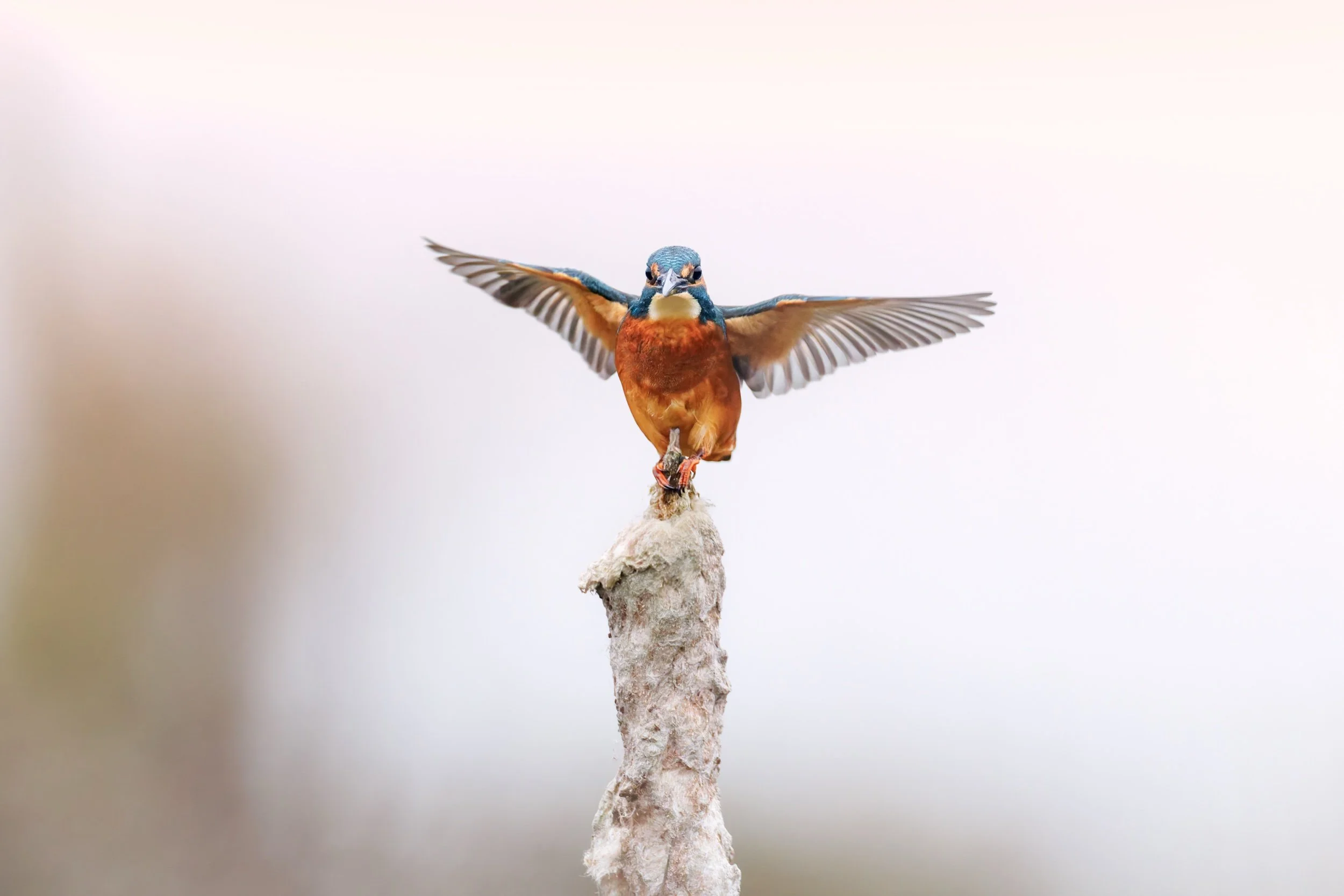 3Y9A9554-DxO_DeepPRIME XD2s.jpeg