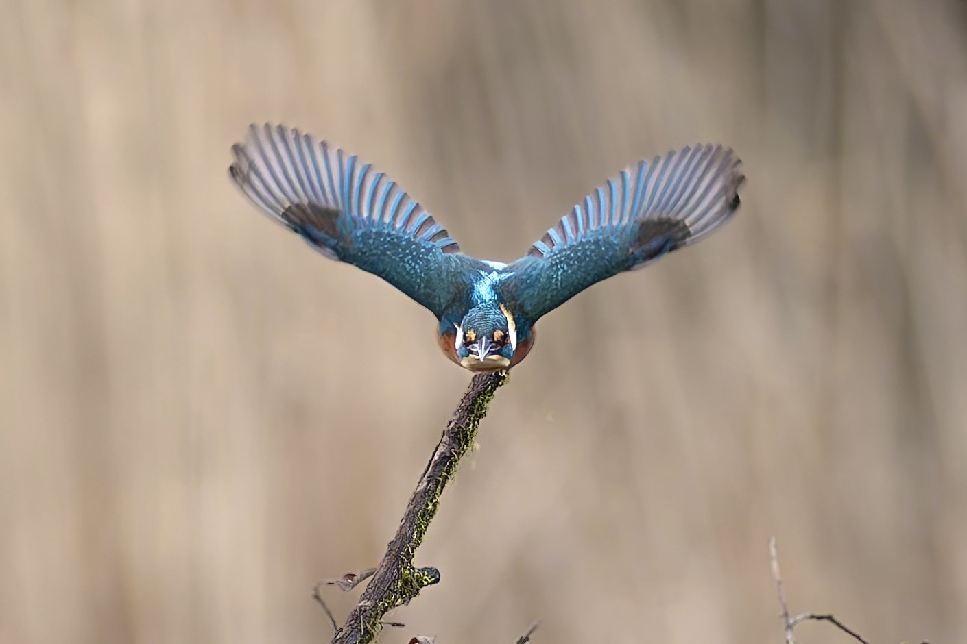 1Q9A1105_3-DxO_DeepPRIME XD2s.jpeg