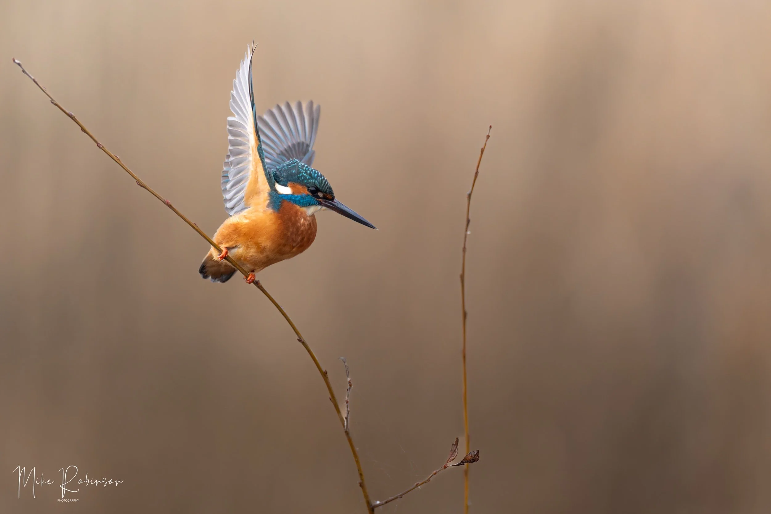 1Q9A8814_1-DxO_DeepPRIME XD2s.jpeg