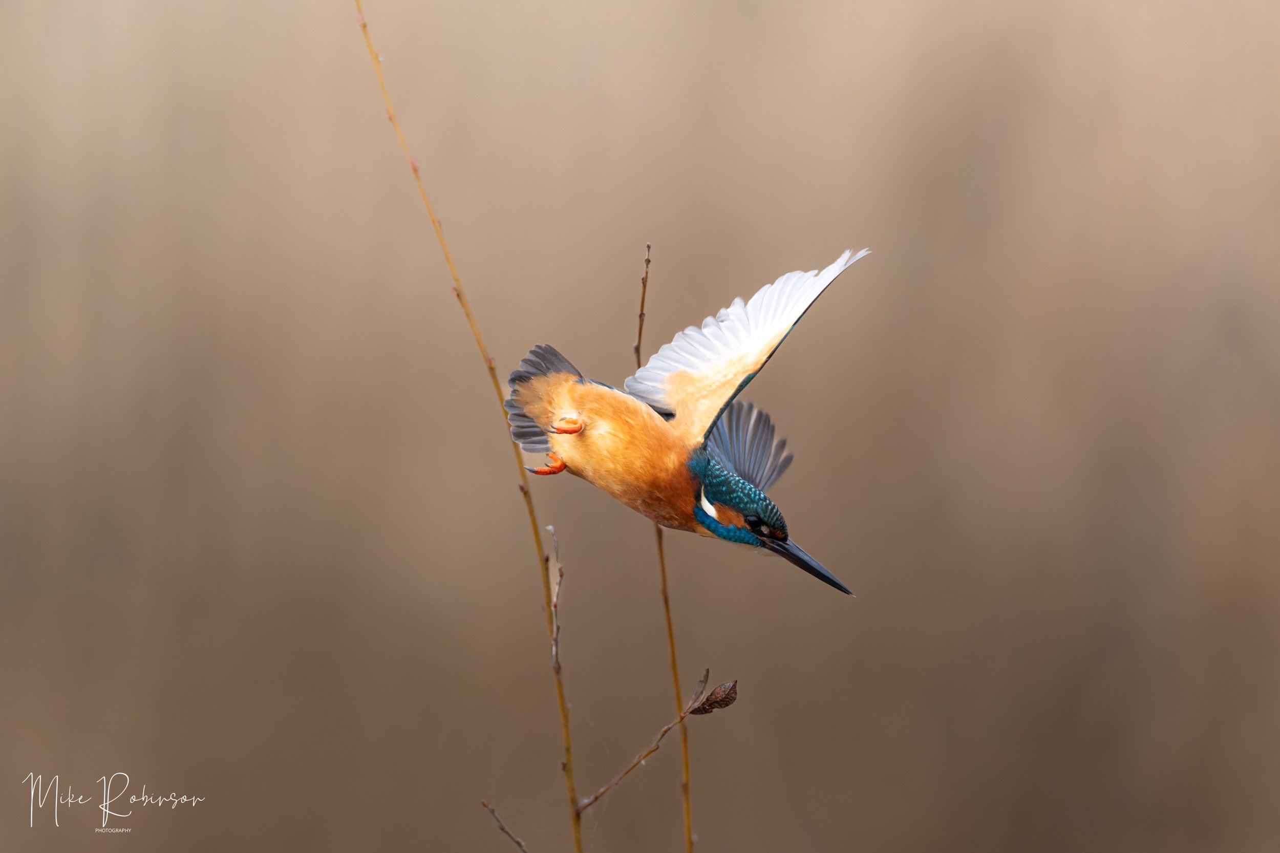 1Q9A8818_1-DxO_DeepPRIME XD2s.jpeg