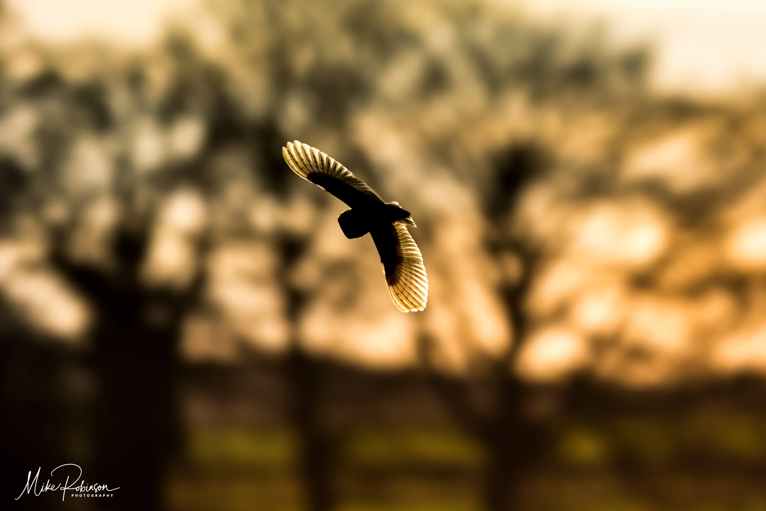 3Y9A5465-Edit.jpg