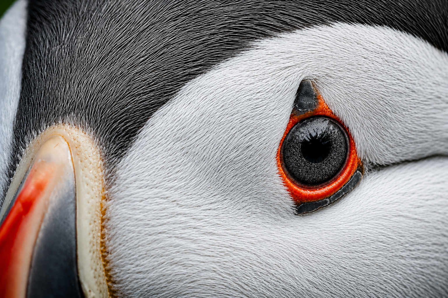 Puffin eye detail.png