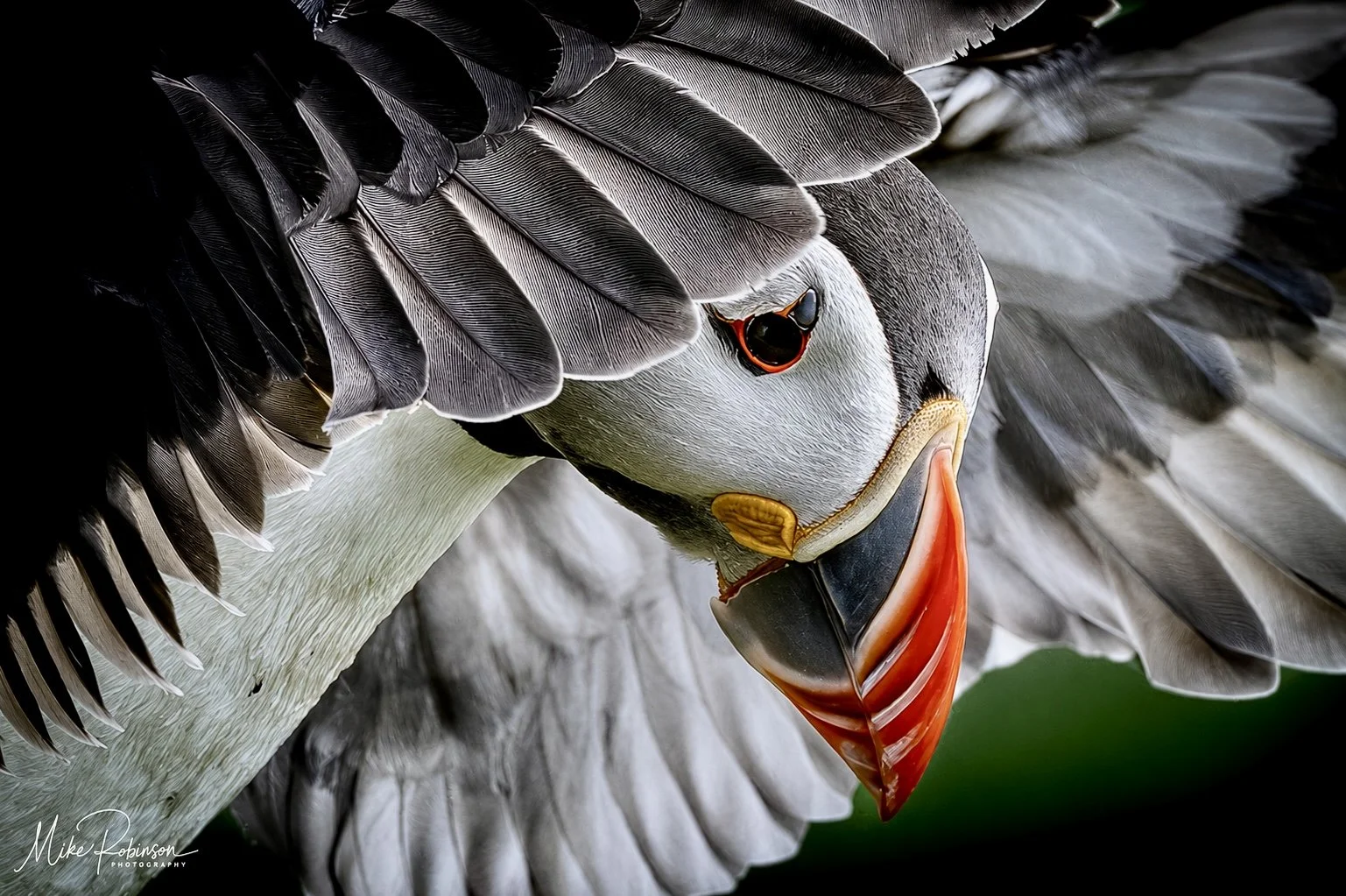 Farne Islands Puffin wing peek.jpeg