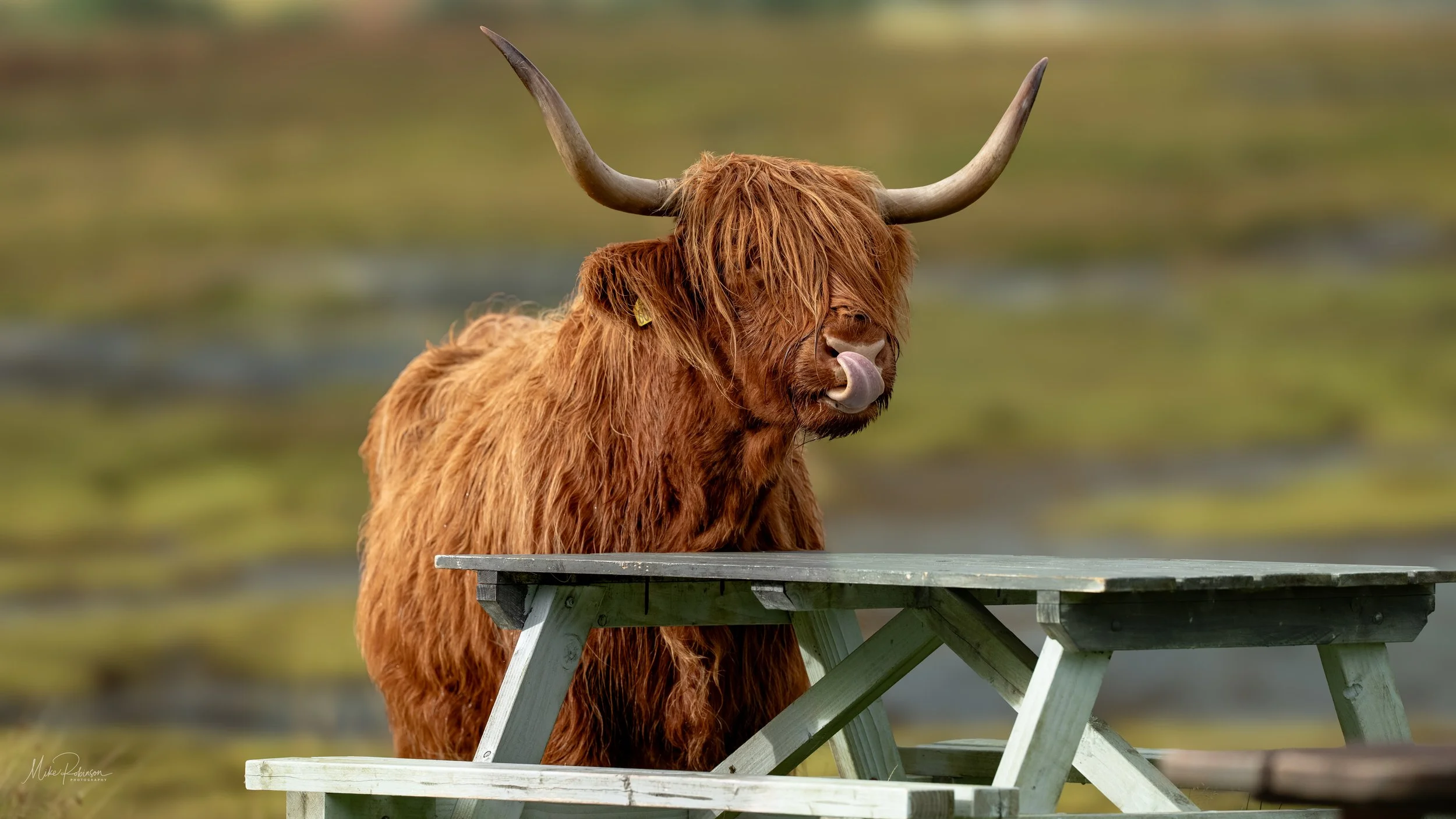 Isle of Mull