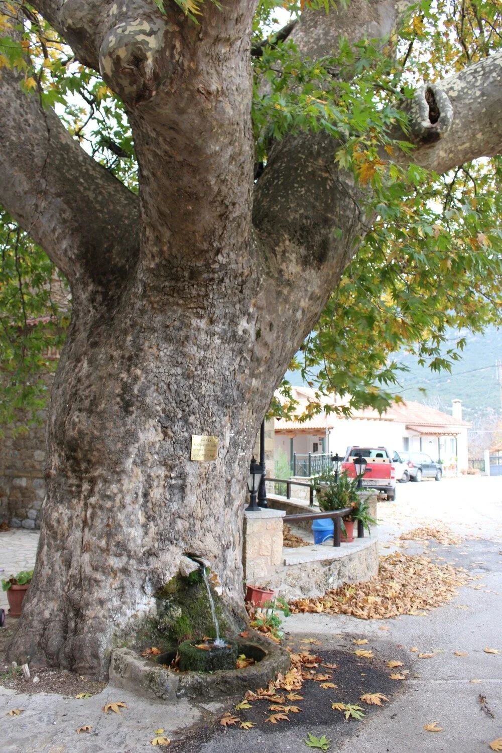Water flowing from an ancient Plane Tree in Steno, Corinthia, Greece