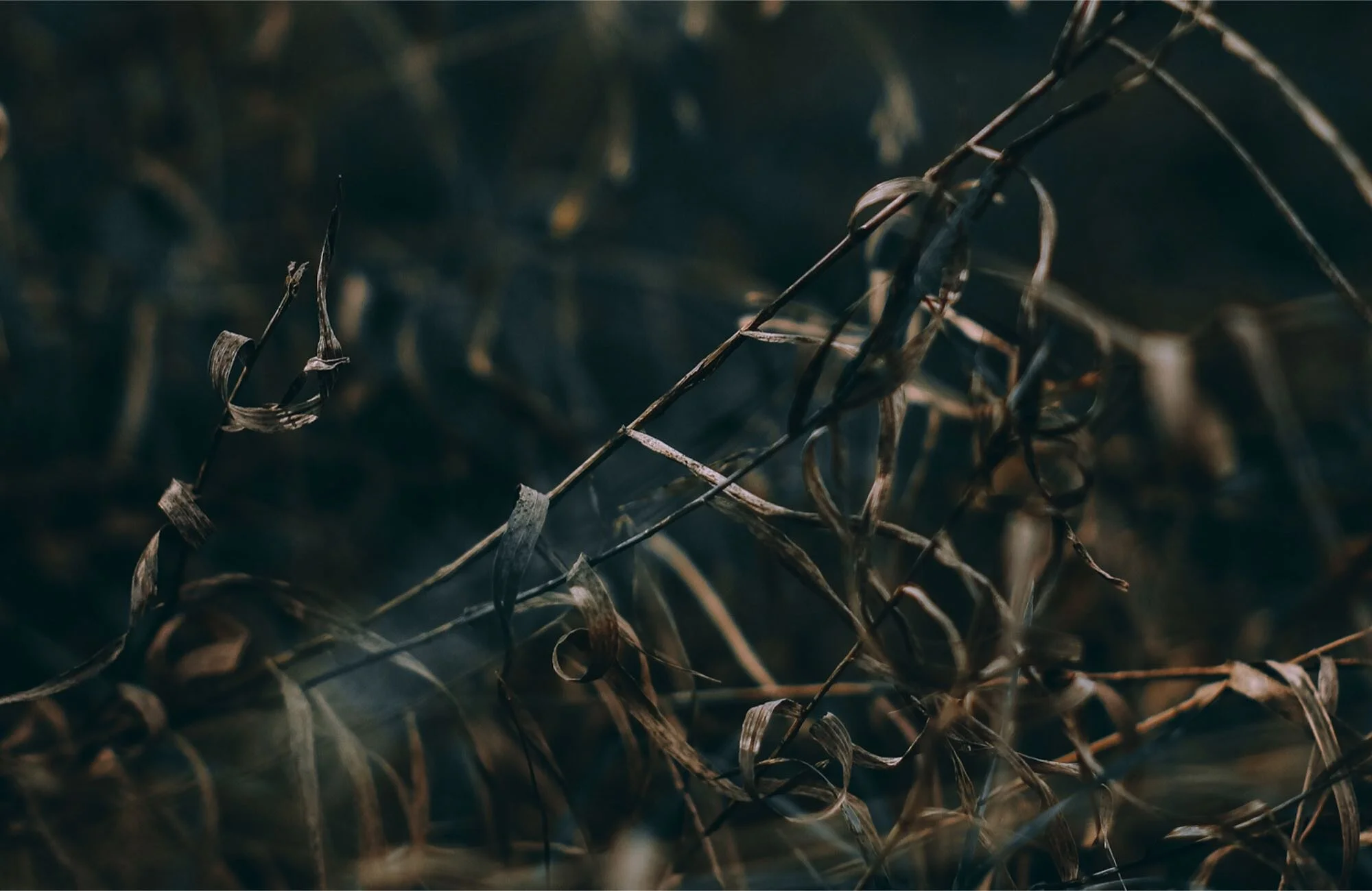 dry and desiccated leaves in autumn