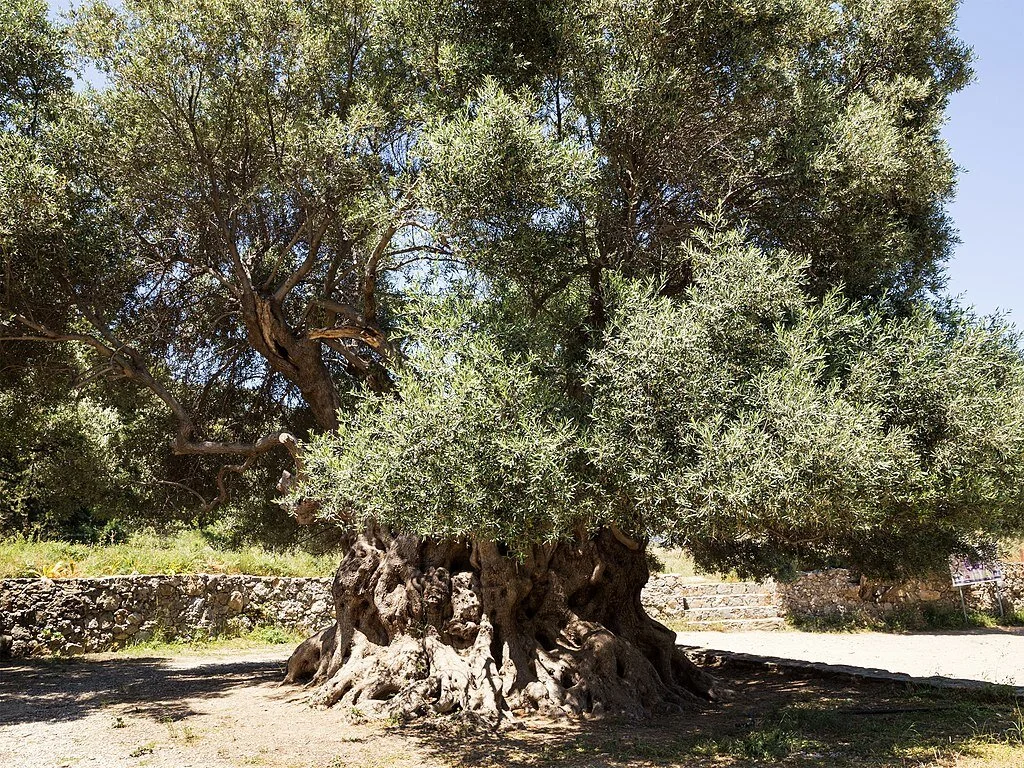 The Olive in Greek Mythology — A Temple Wild