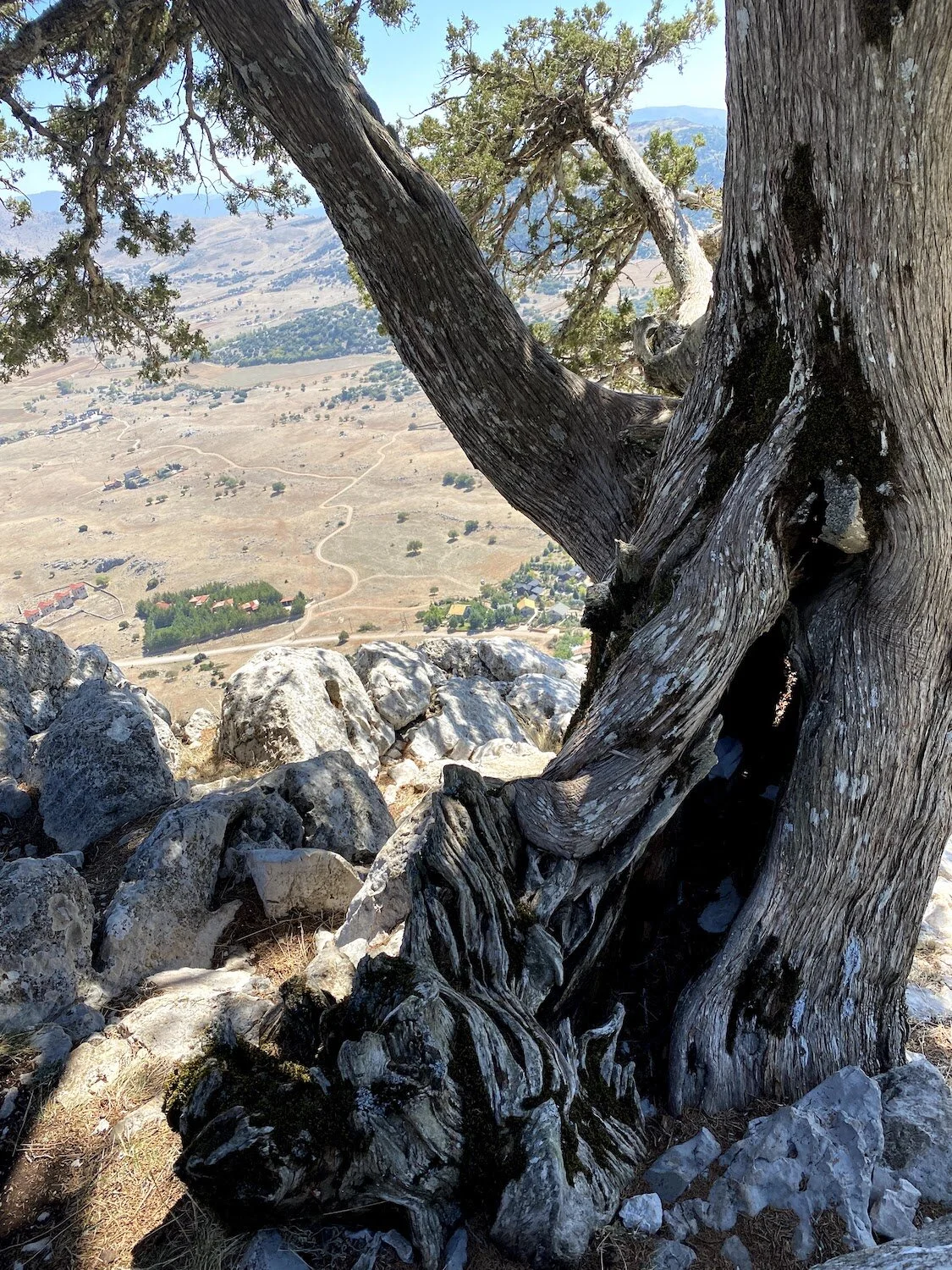 A photograph of a tree growing near the Corycian Cave, with a view of the Livadi valley in the background. Photograph taken by Erin Bernstein.