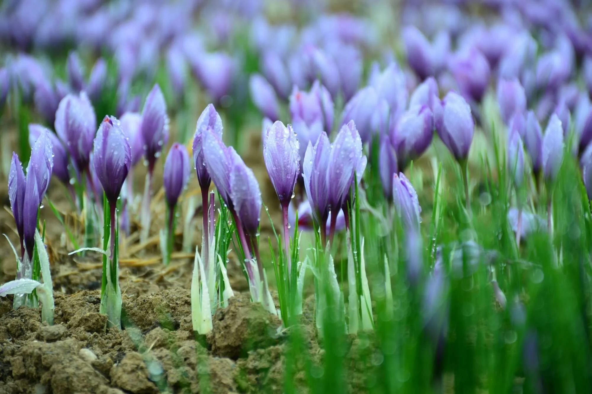Purple Crocus flowers pushing up through dry soil