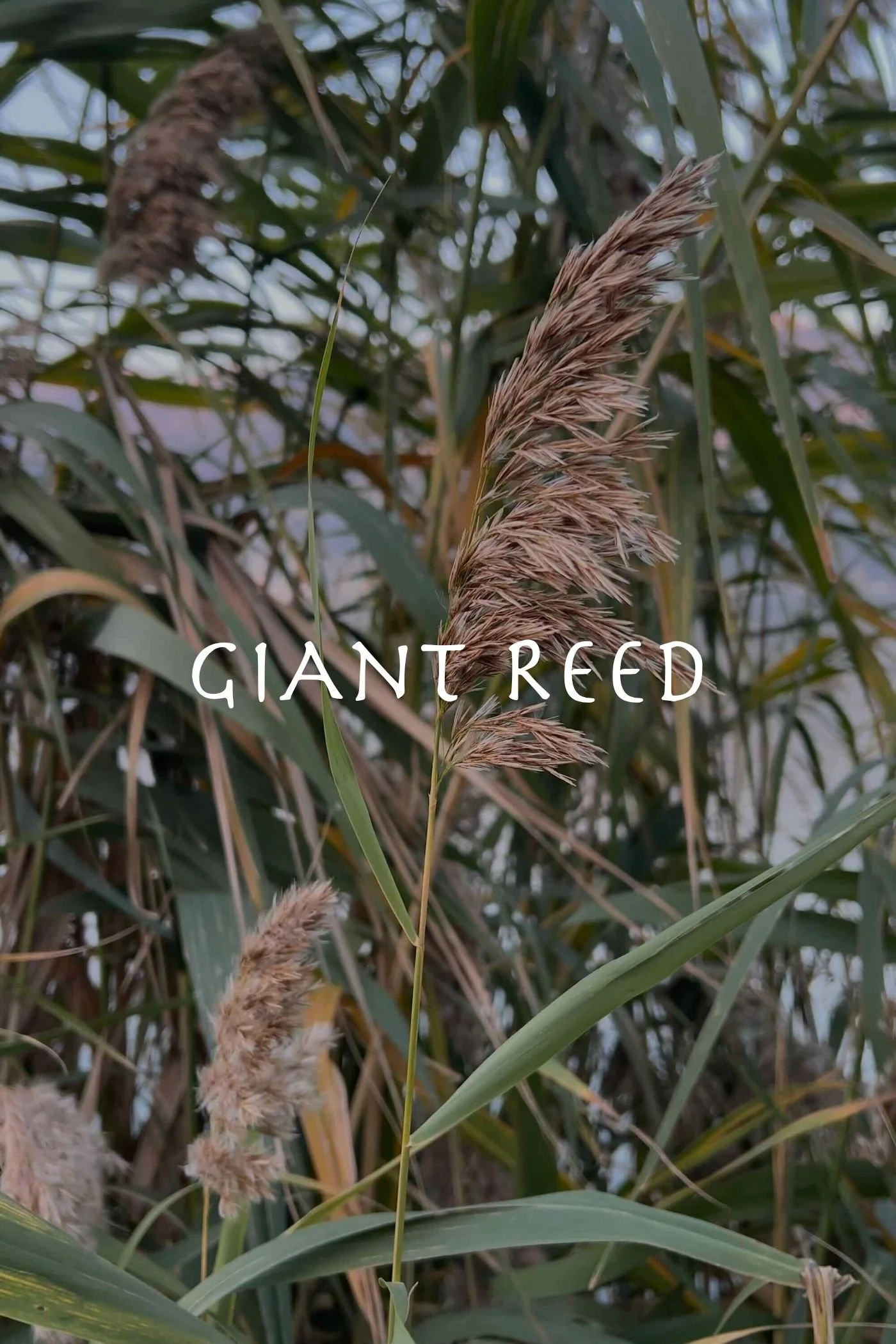 Giant Reed