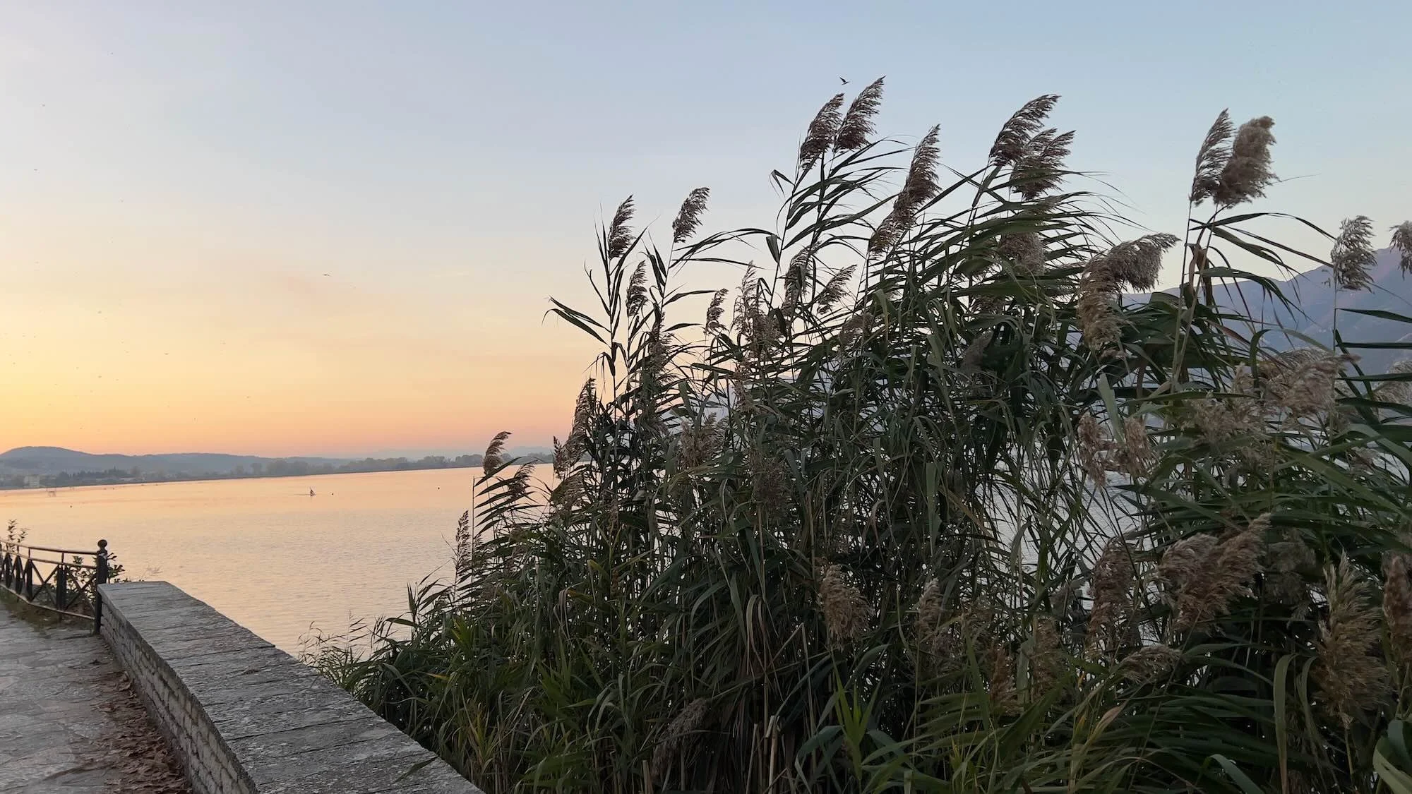 A cluster of reeds growing beside a lake as the sun sets