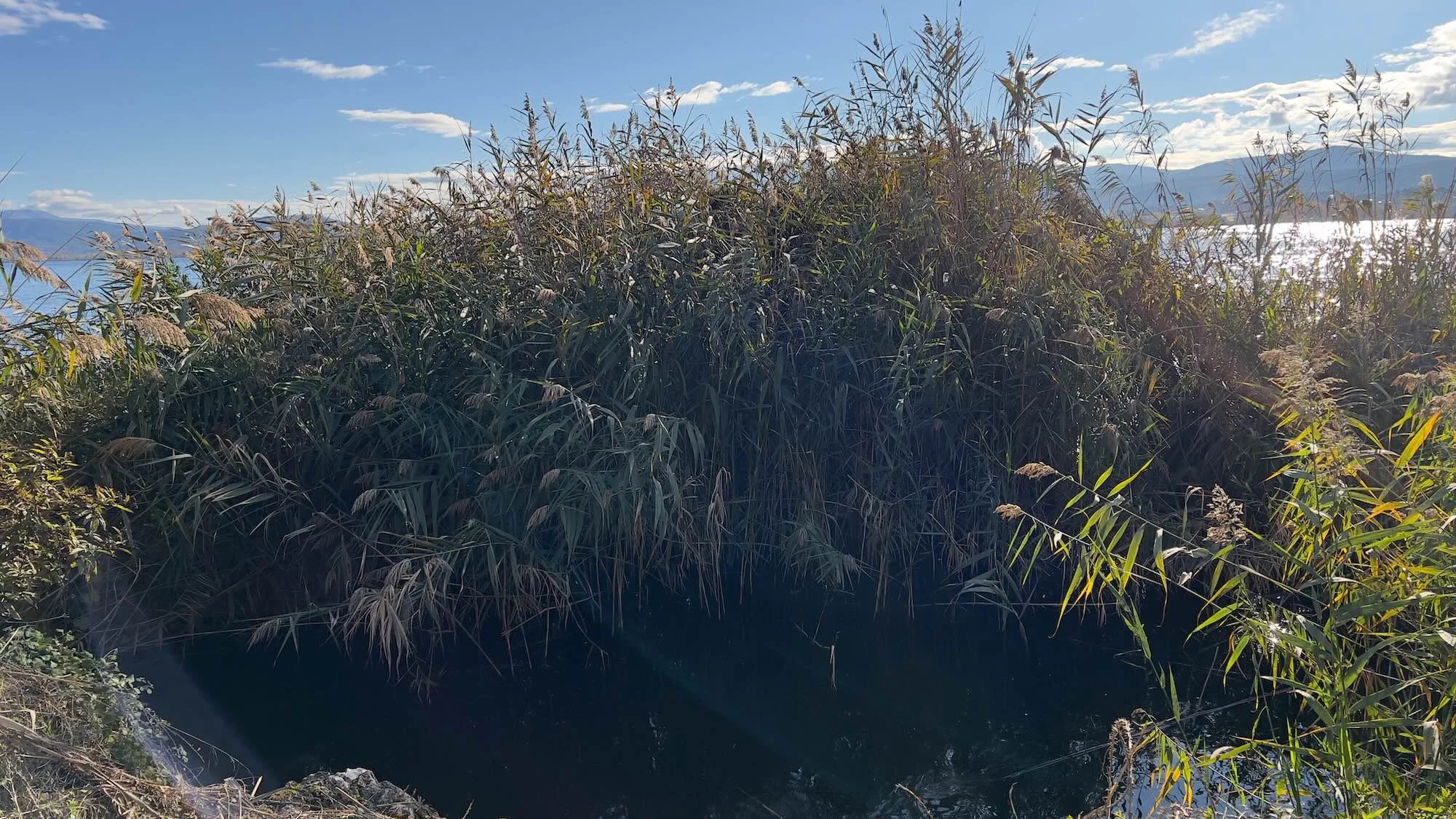 A cluster of Giant Reed beside a lake