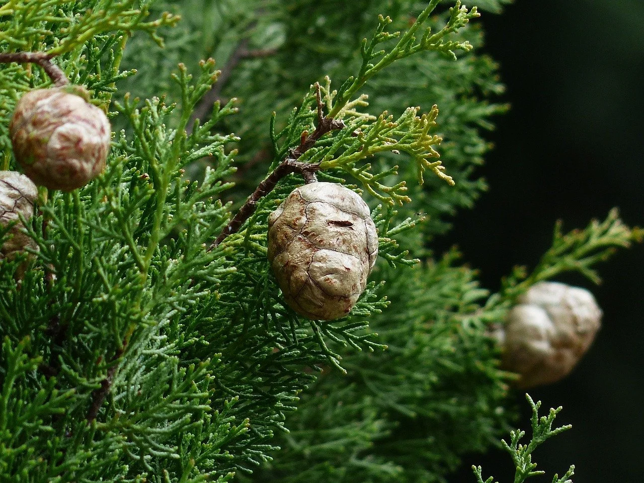 The Cypress in Greek Mythology — Mira Karakitsou