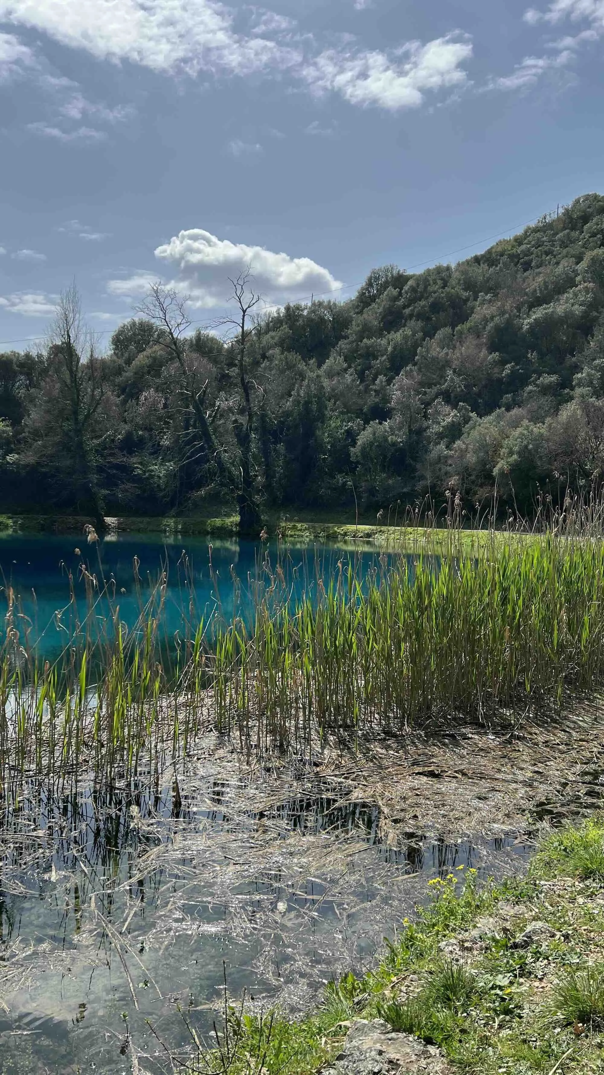 Reeds growing in crystal blue waters beside a lake