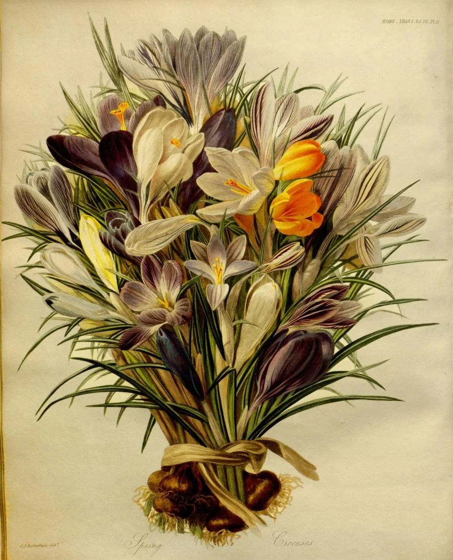 A drawing of a bouquet of Crocus in white, orange, purple, and yellow