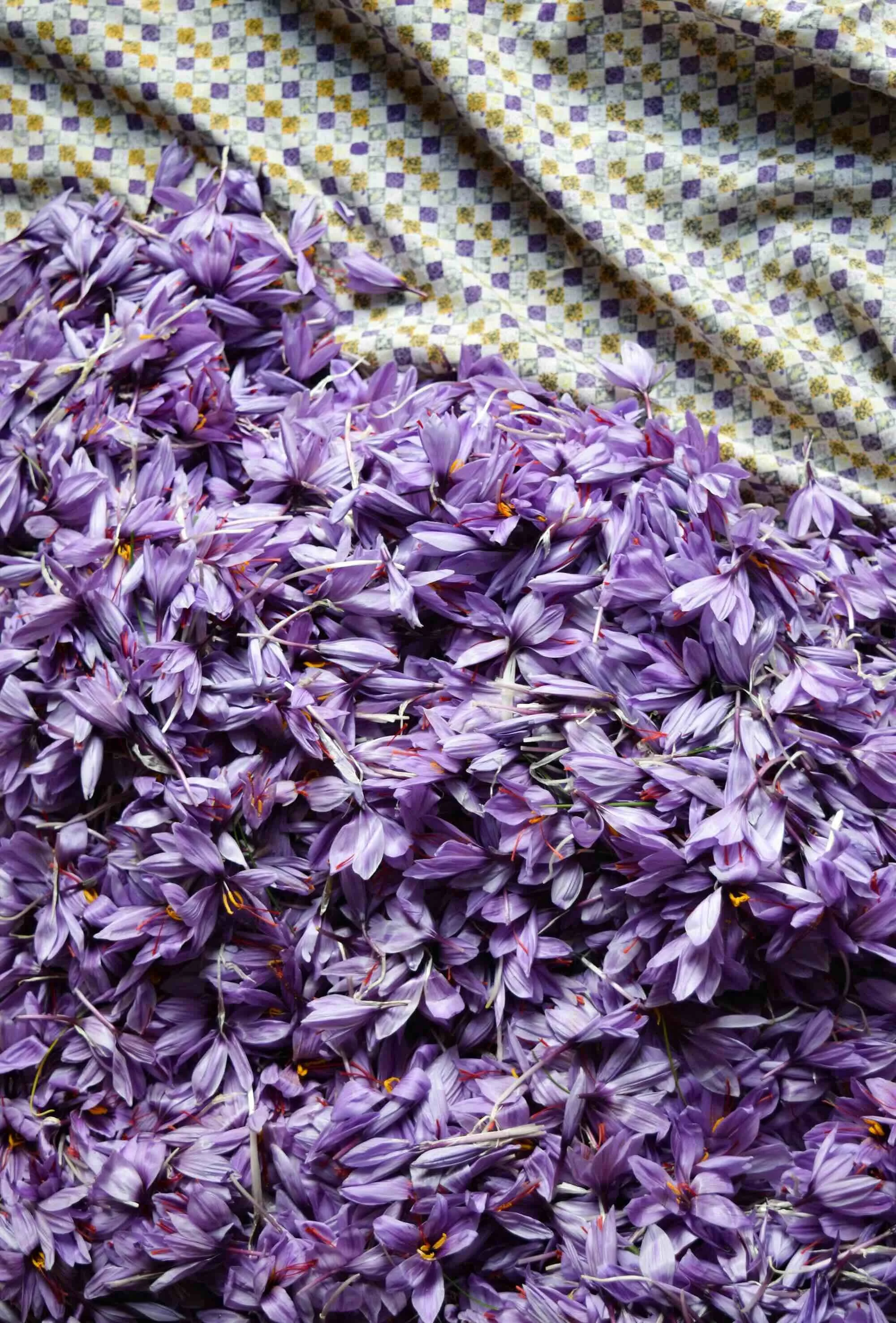 A Saffron Crocus harvest on a checkered blanket