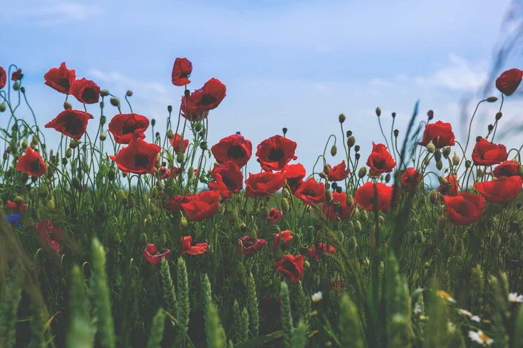 The Poppy in Greek Mythology — Mira Karakitsou