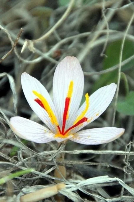 A short white crocus with blood-red stigmas and yellow stamens
