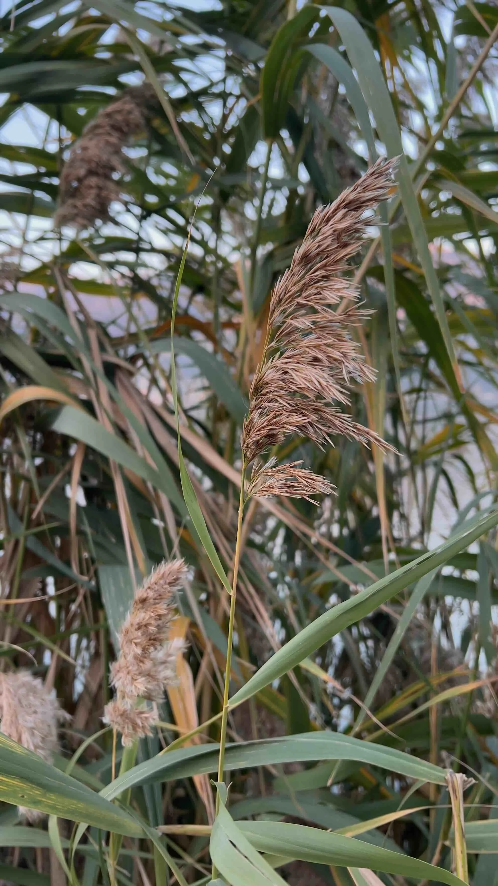 The feathery plume of a Giant Reed in bloom
