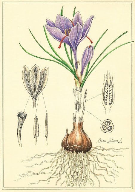 A botanical drawing of the Saffron Crocus (Crocus sativus)