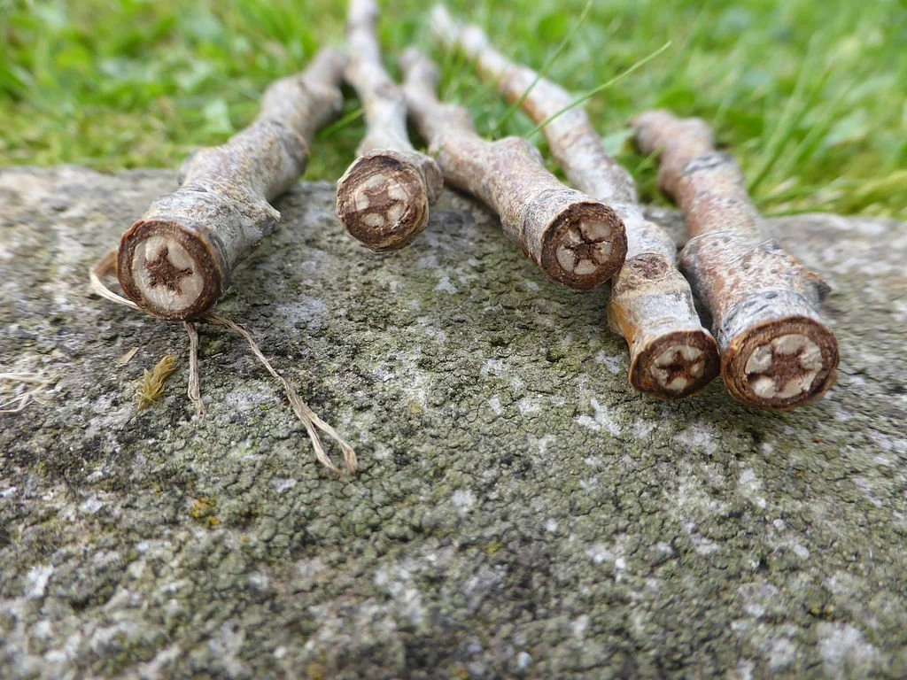 The Poplar in Greek Mythology — Mira Karakitsou