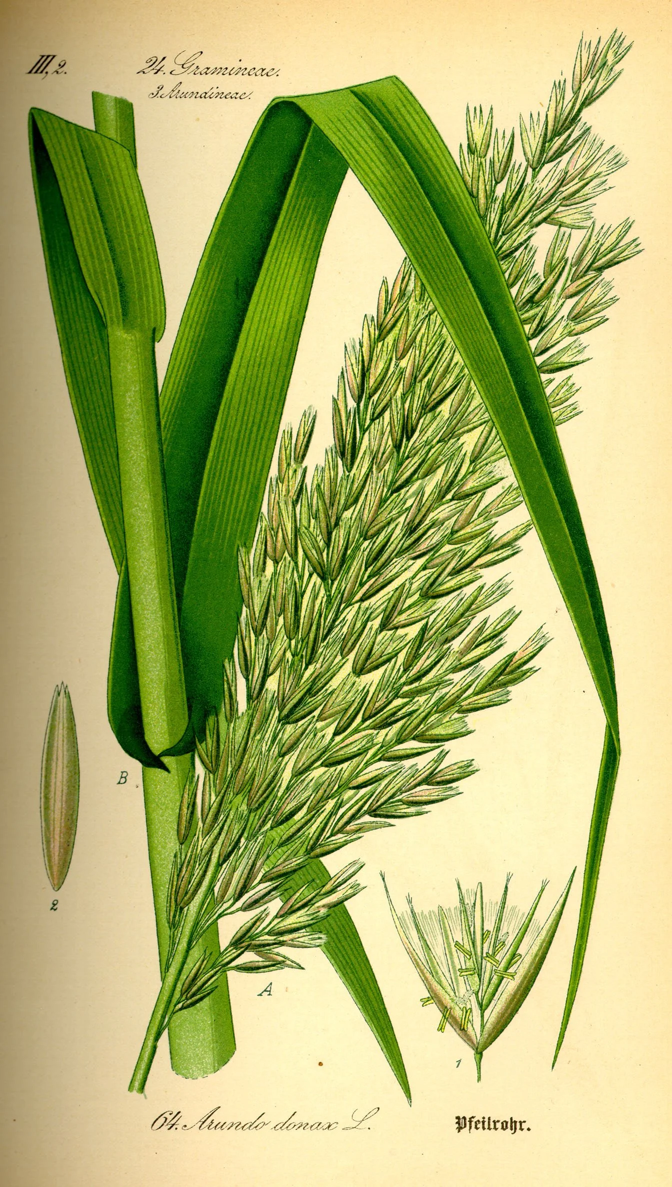 An illustration of the Giant Reed flower and stalk