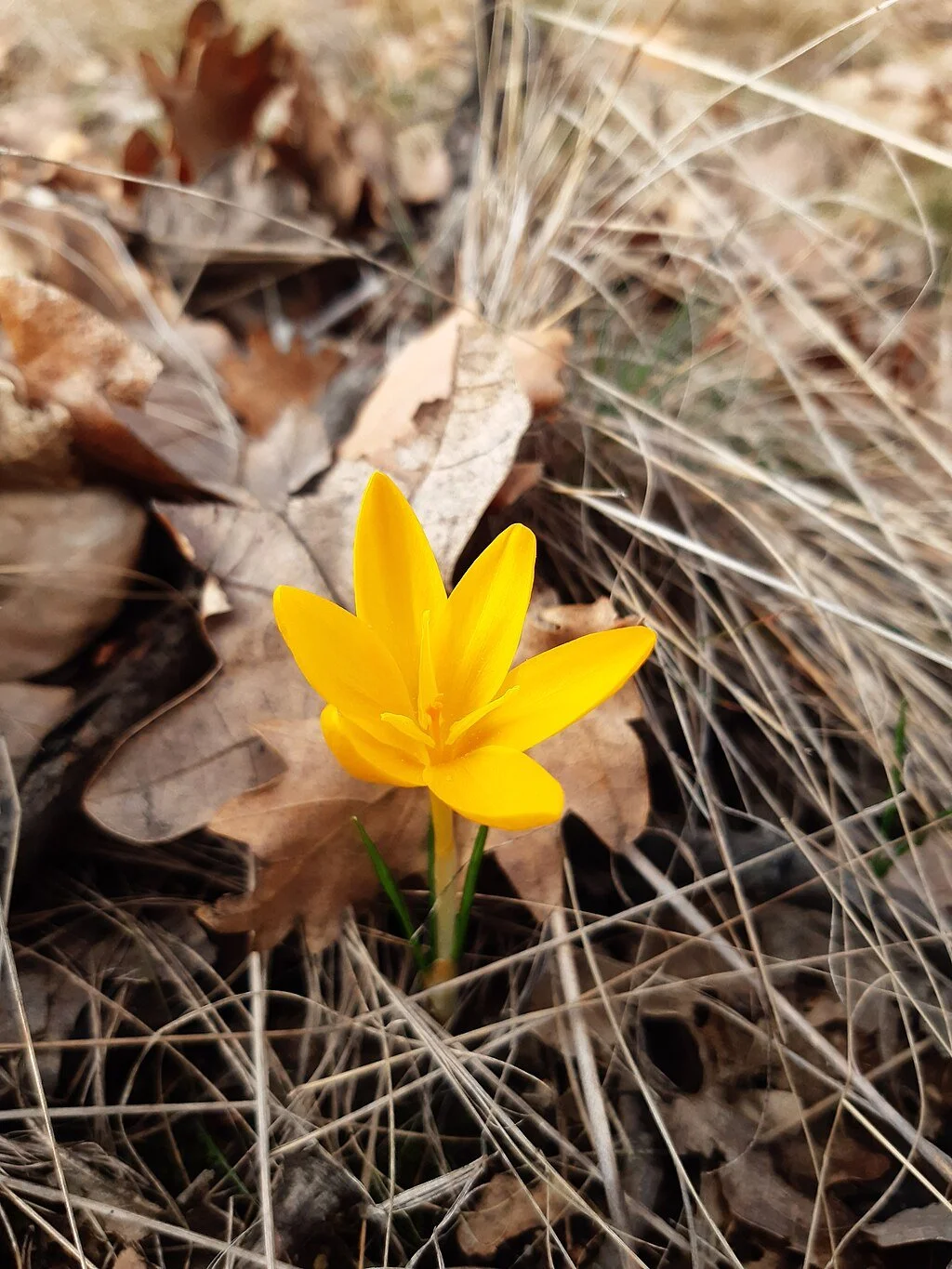 A yellow crocus blooming amidst fall leaves