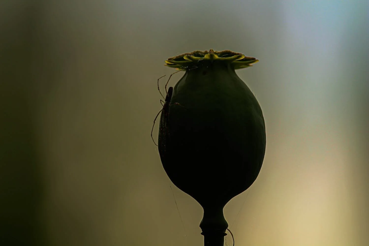 The Poppy in Greek Mythology — Mira Karakitsou