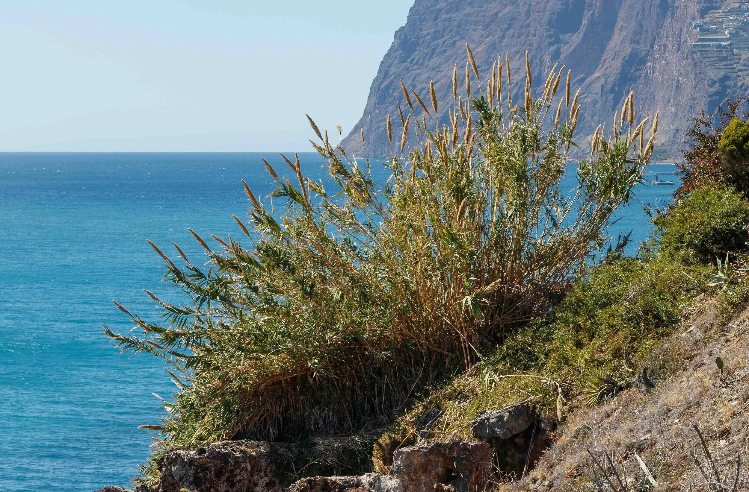 A cluster of Giant Reeds growing on a hillside with the sea in the background