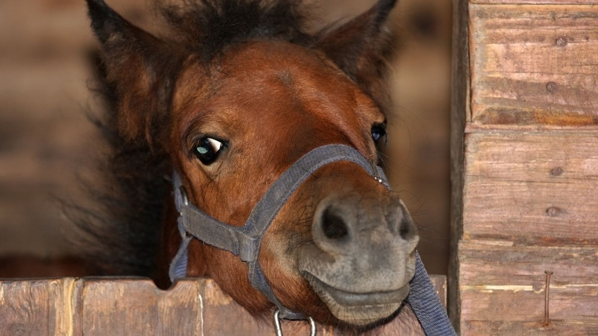 There's a Pony in There Somewhere!