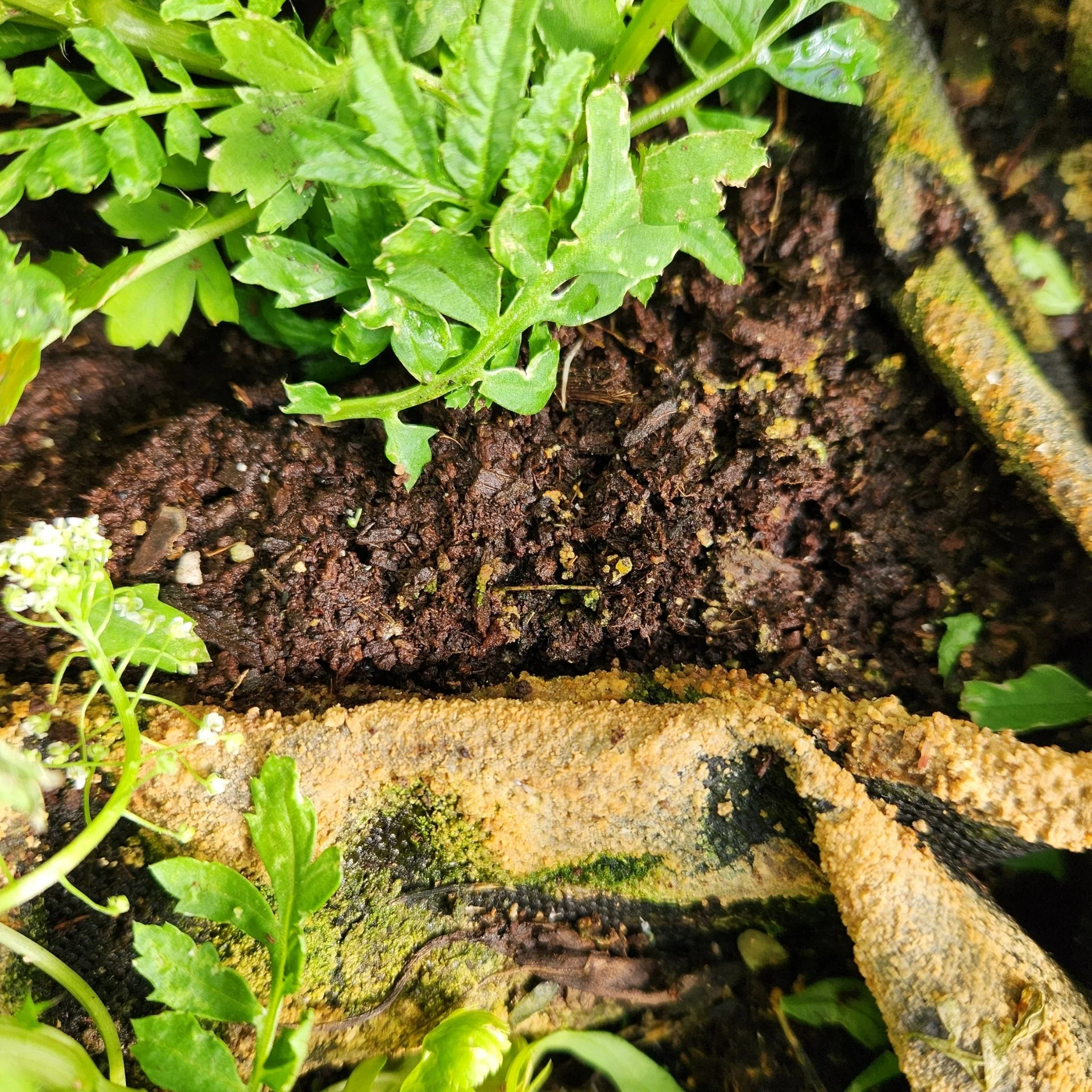 Large CSA Bundle - $250/Month
