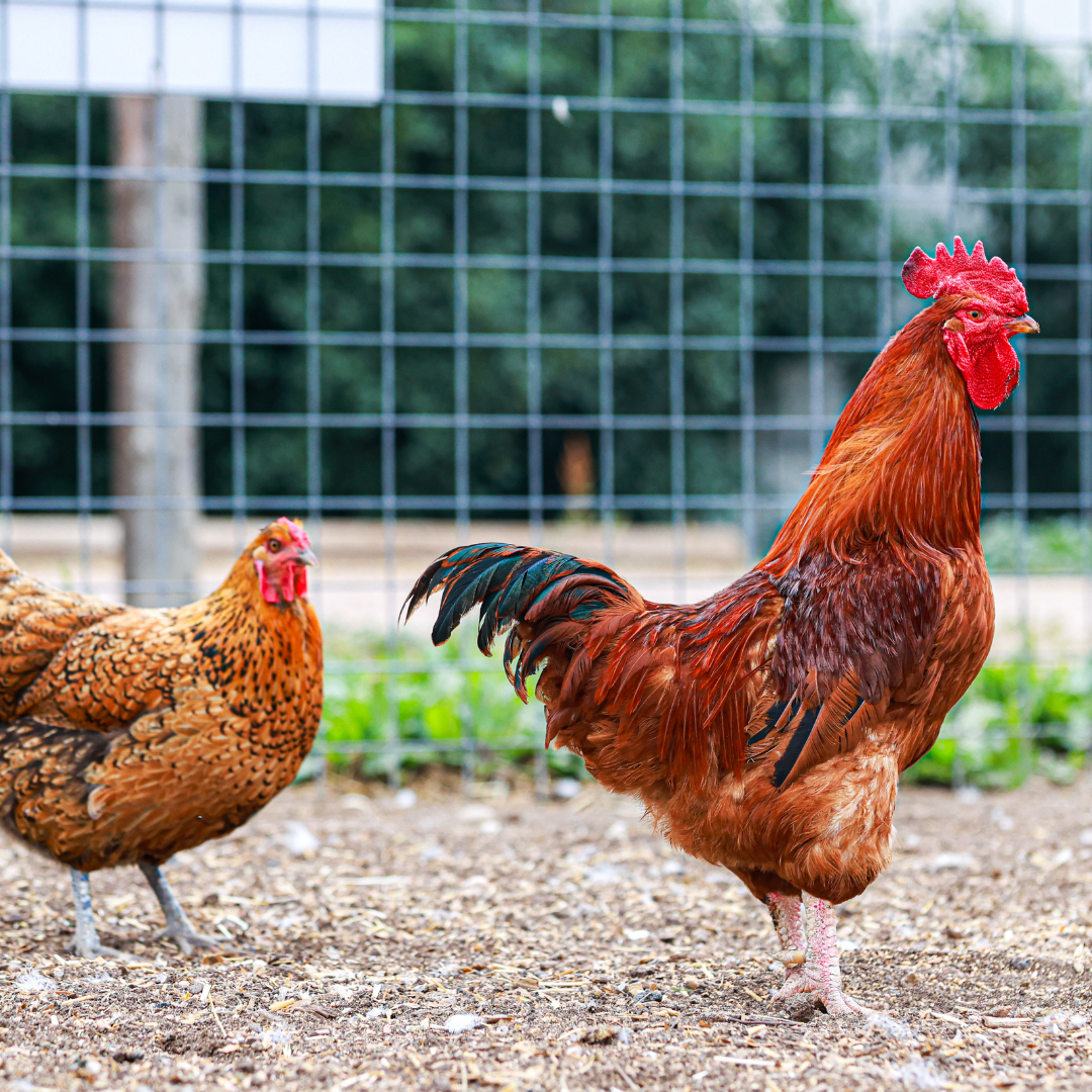 Poultry Club          