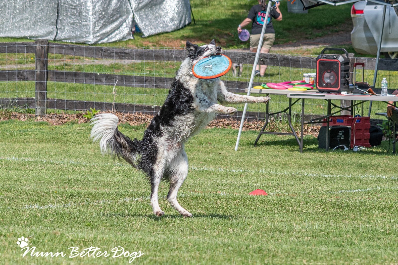 updog-events-walnut-hill-farm-k9-sports