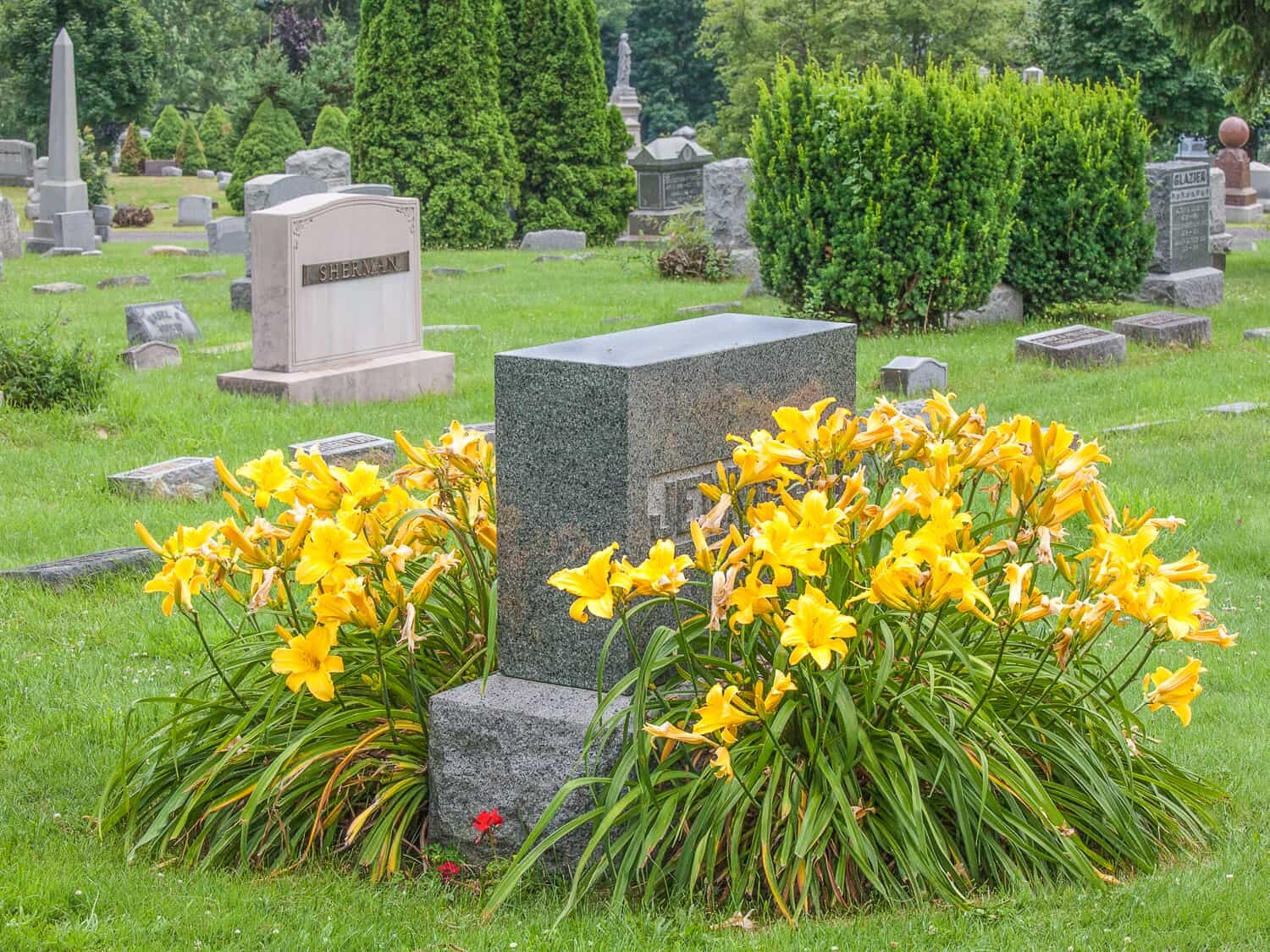 14-yellow-daylilies-modern-landscape-cemetery-140719-Cems copy.jpeg
