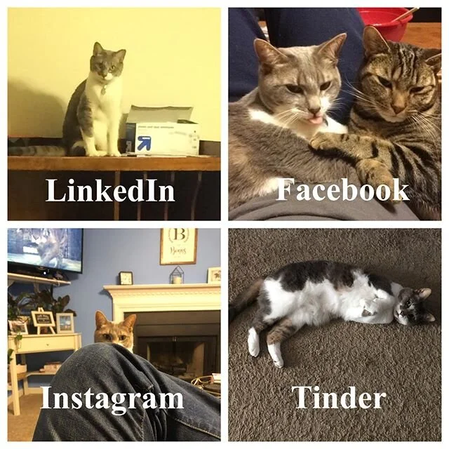 Joker and Renegade do the #DollyPartonChallenge 😻🐈