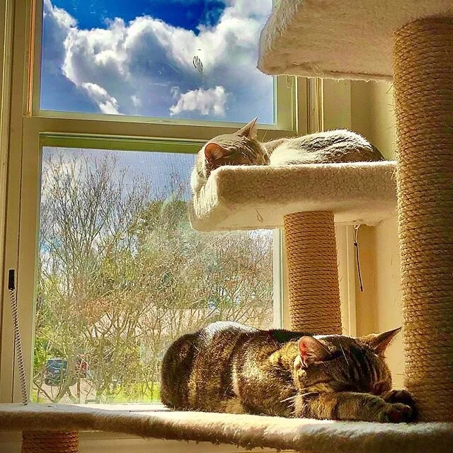 Every day is self-quarantine for the kitties