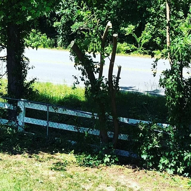 When you spend Saturday cutting down mulberry trees while your asshole neighbor stares you down *chef&rsquo;s kiss*

Pro tip: mulberries turn your work area into a crime sceen