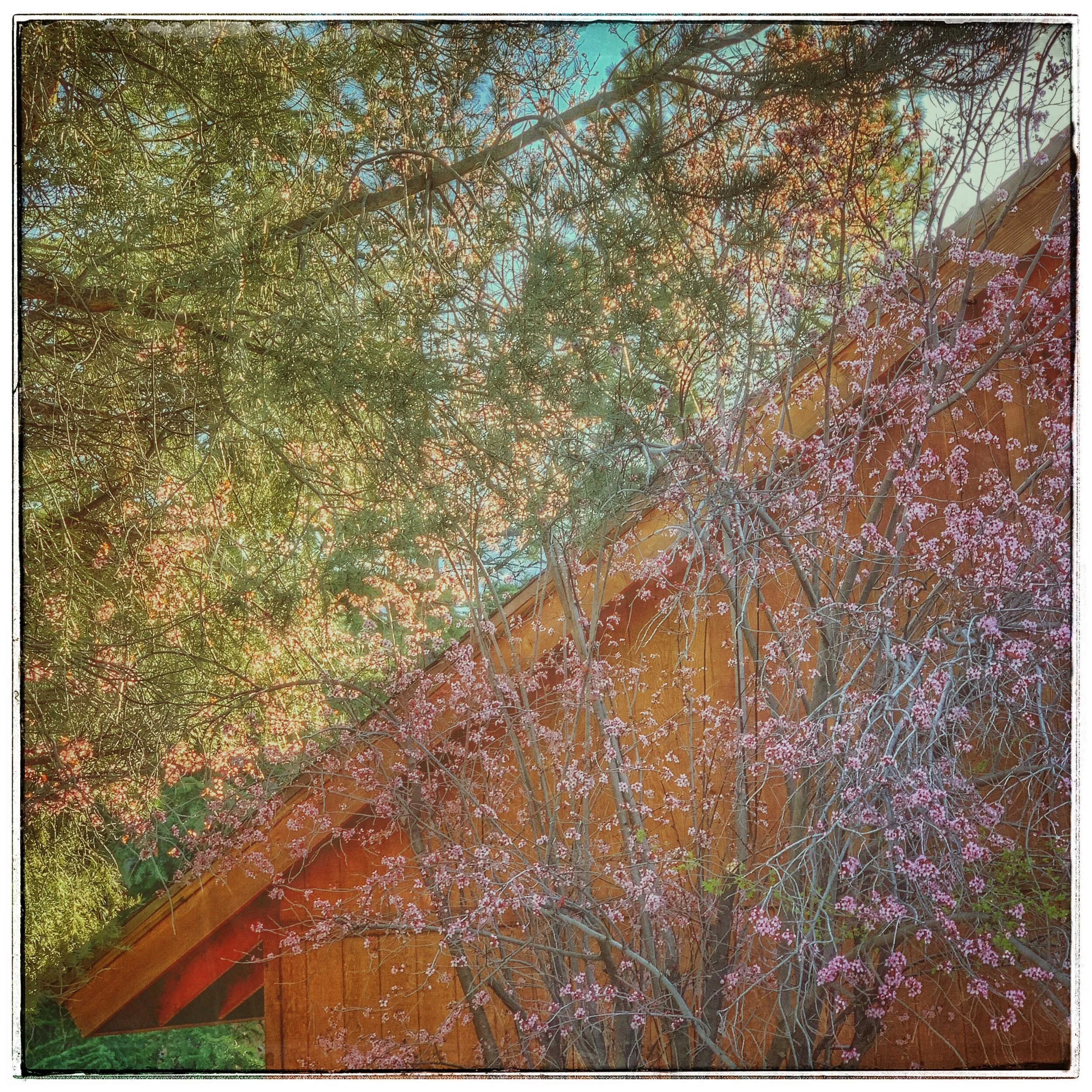 Spring Has Come Regardless